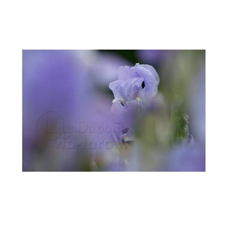 Un iris à Caylus