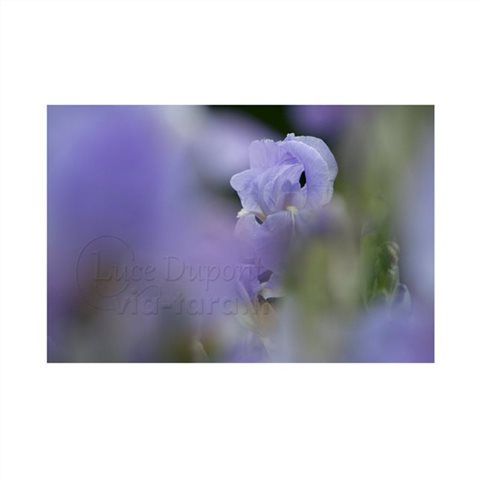 Un iris à Caylus